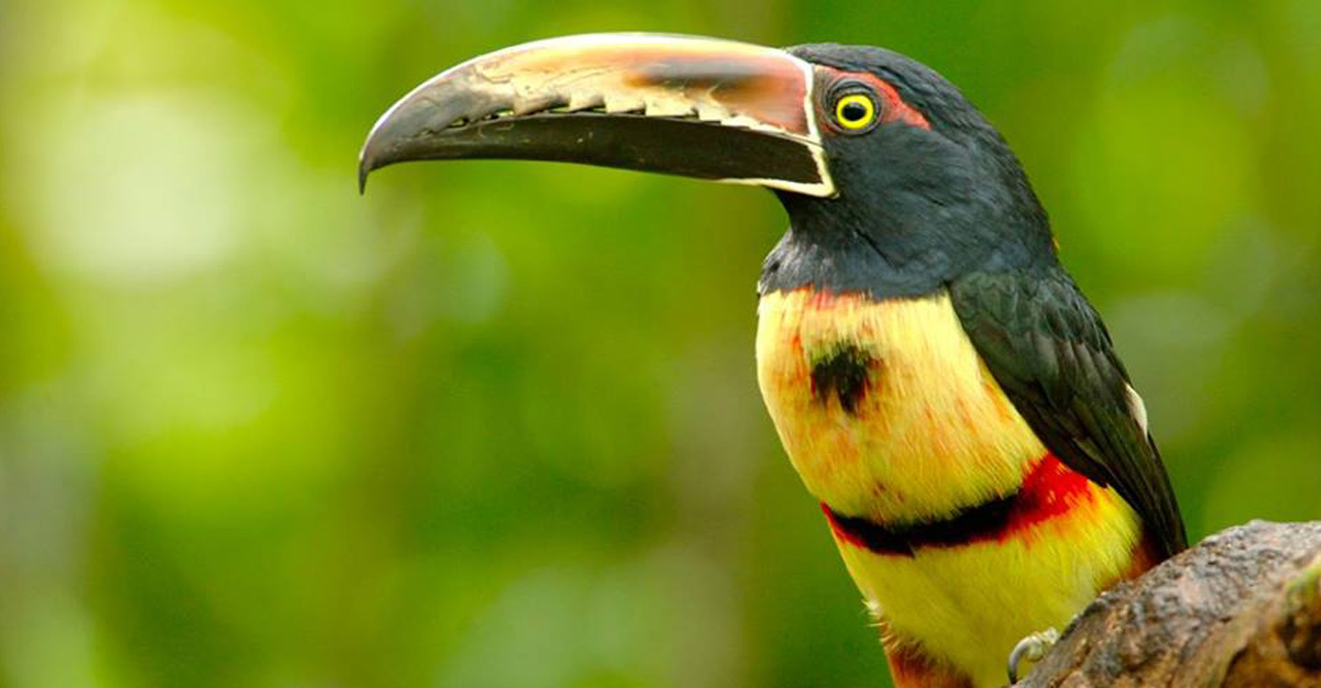 tortuguero-1